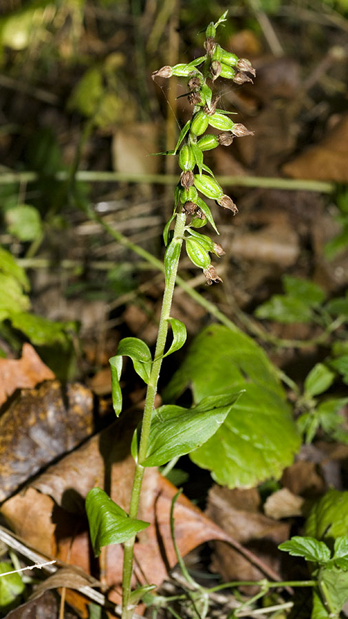 Chiave per orchidee sfiorite